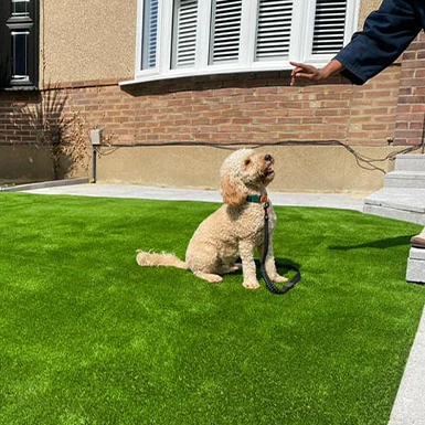 astropet grass