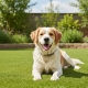 Artificial Grass For Dogs